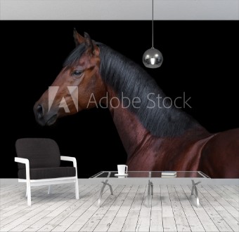 Picture of Bay horse on black background isolated